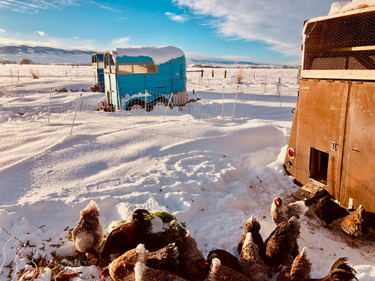 Pro Tips for Winter Poultry Care