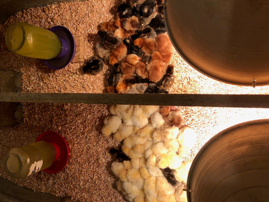 Baby Chick Care 101: Water