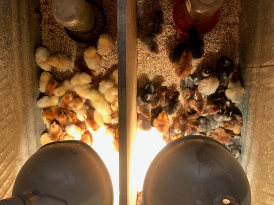 Baby Chick Care 101: Feed