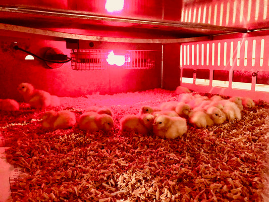 Baby Chick Care 101: Heat