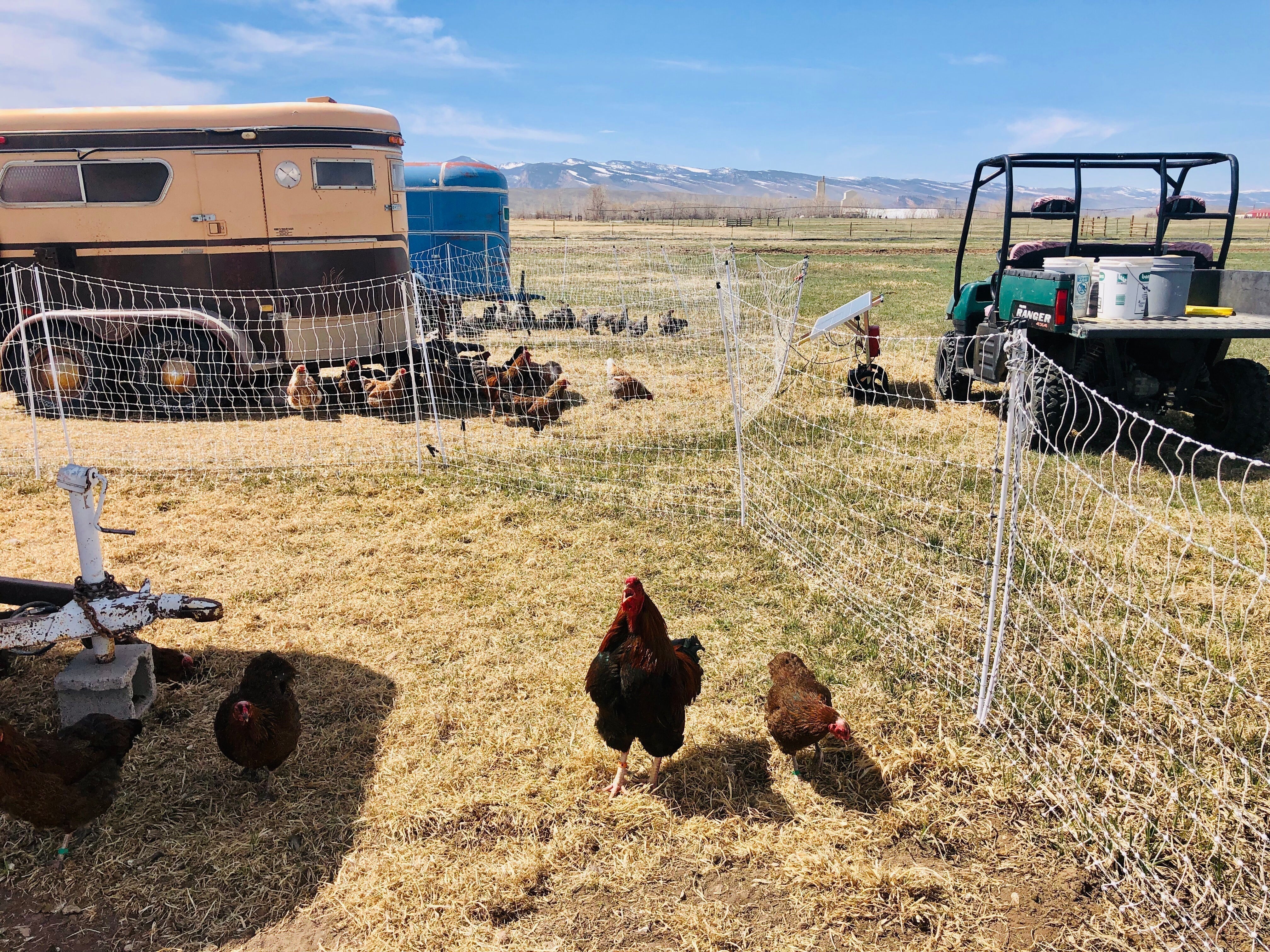 What is Pastured Poultry?