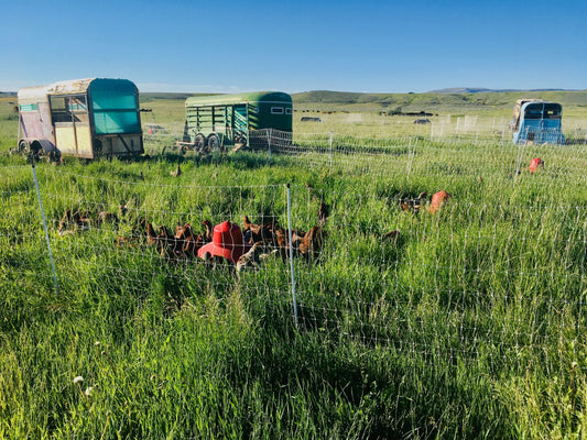 Favorite Poultry Equipment Items