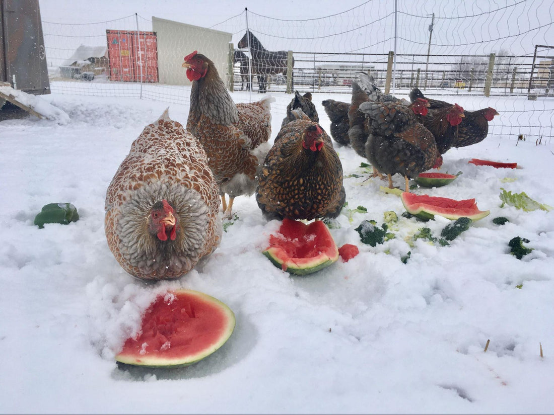 What Food Scraps Can Chickens Eat?