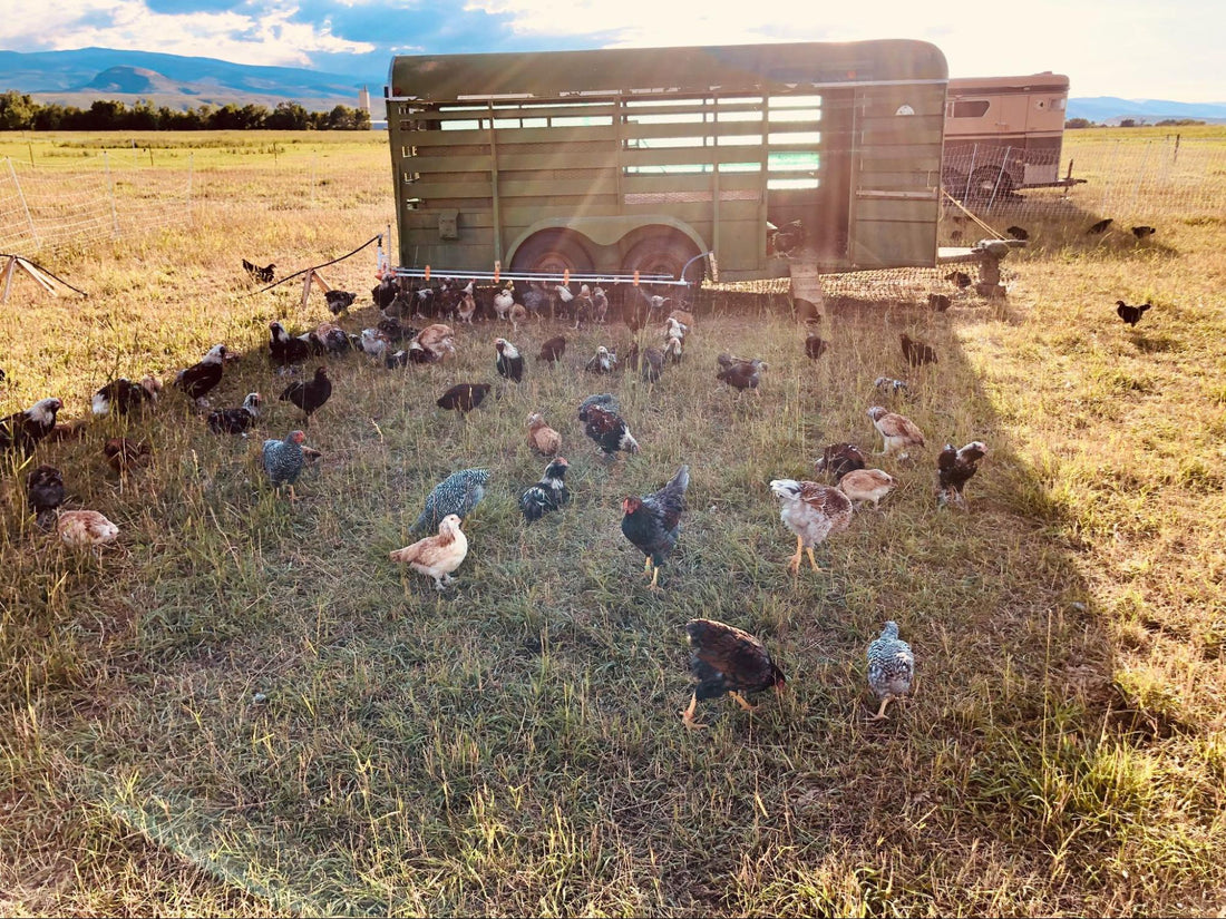 How to Keep Chickens Cool in a Heatwave