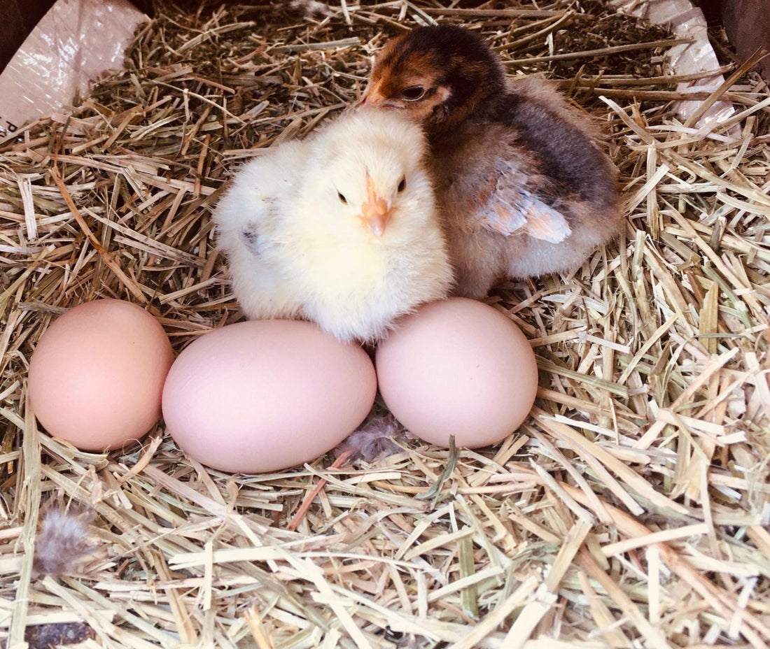 How to Hatch Chicken Eggs?