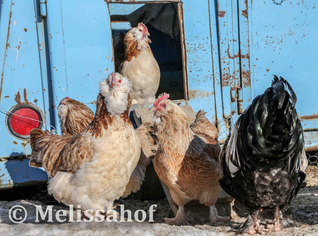 What is a Heritage Chicken? Uncovering the Rich Legacy of Traditional Poultry