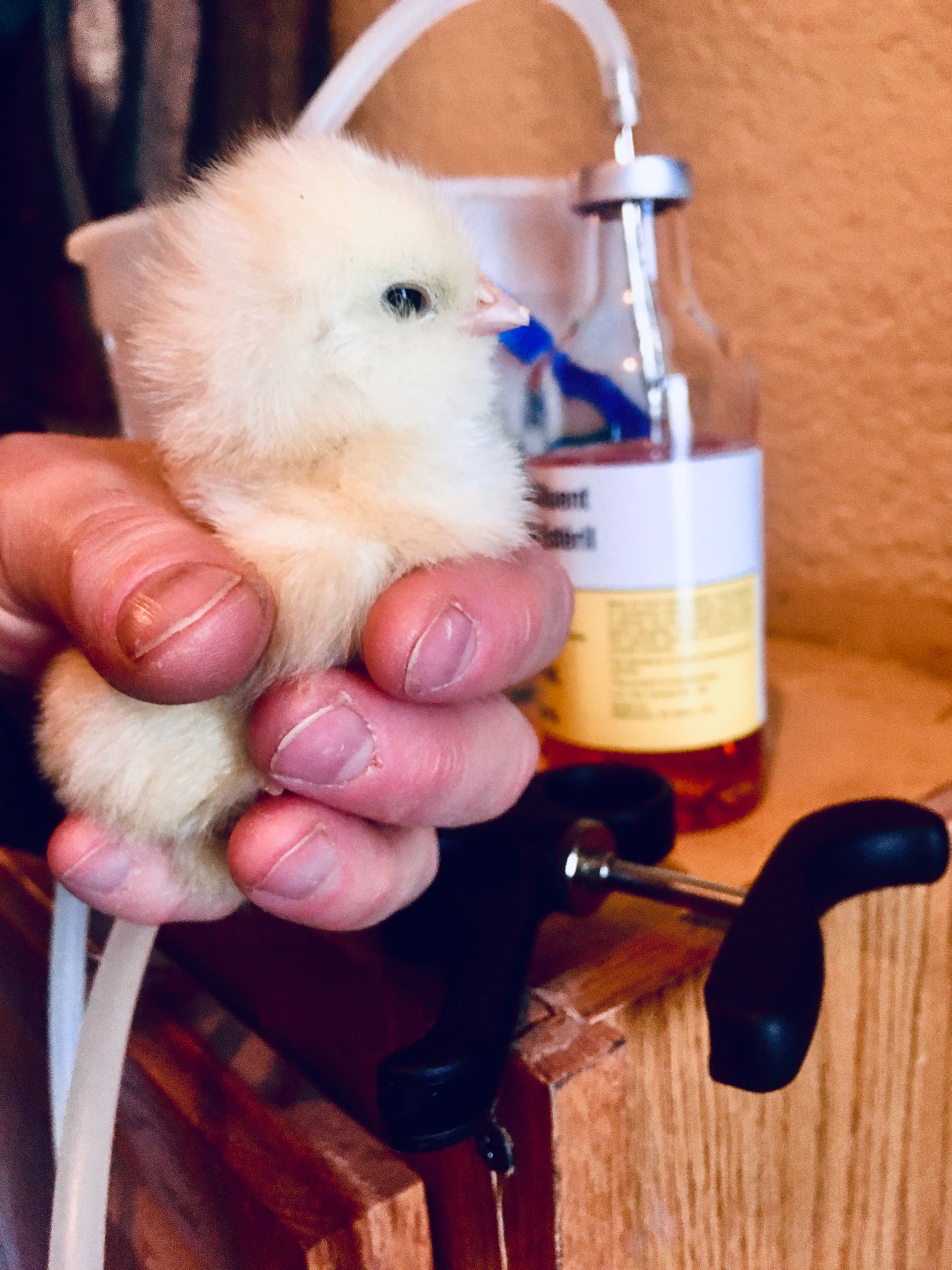 Marek's Vaccination