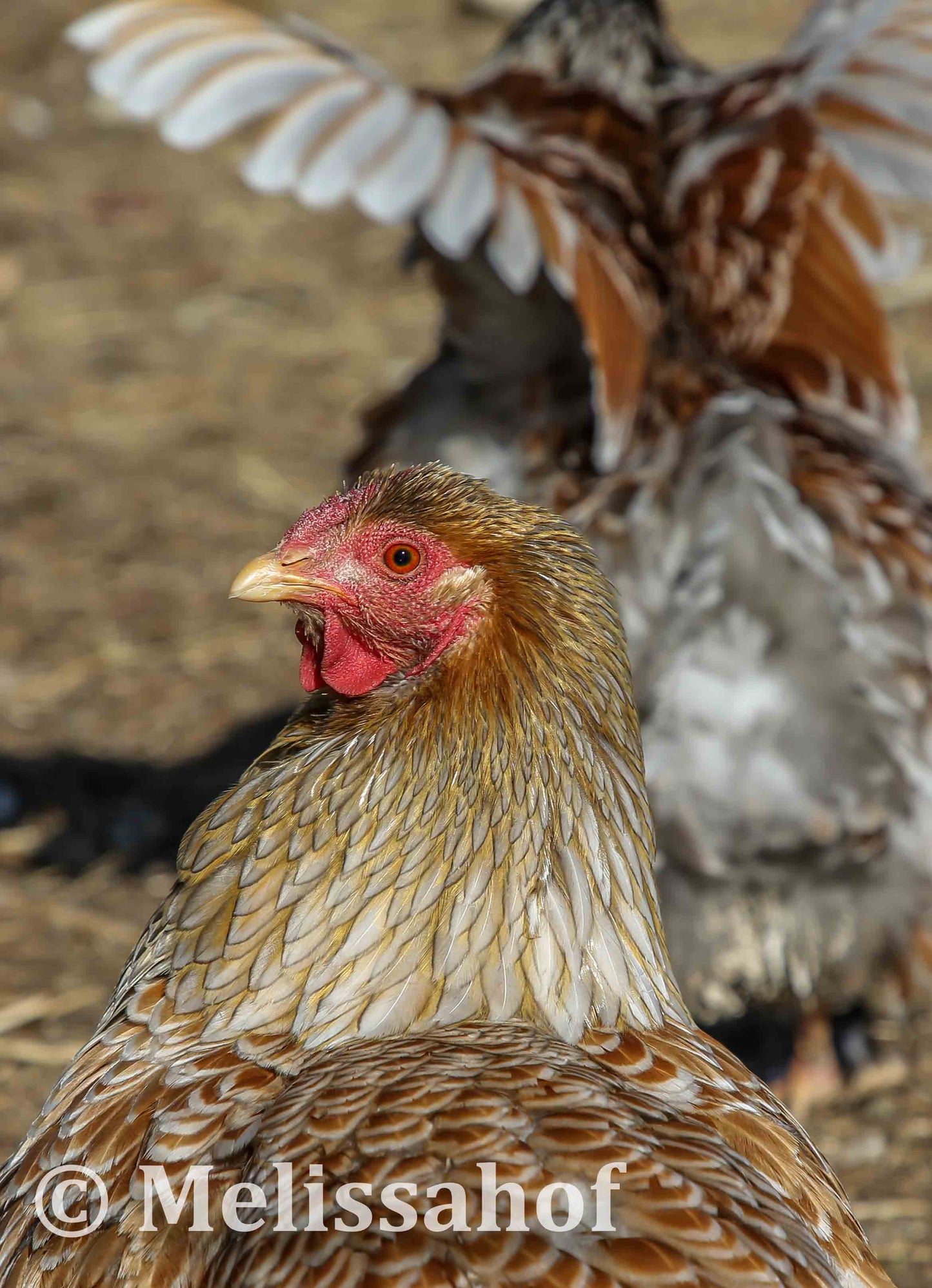 Blue-laced Red Wyandotte