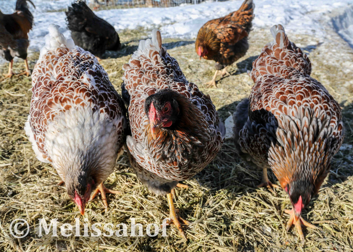 Blue-laced Red Wyandotte