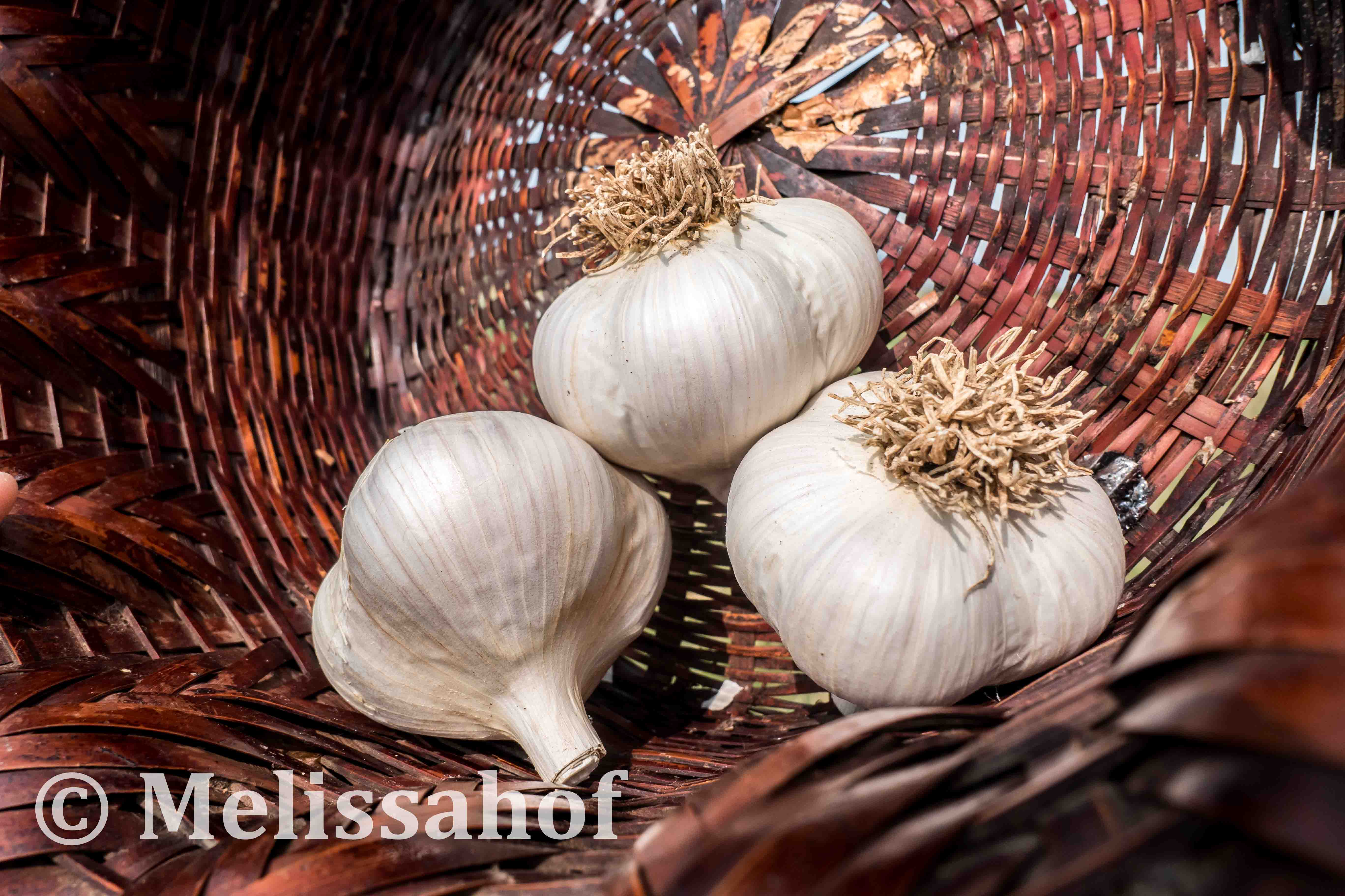 The Ultimate Guide: How to Choose and Plant Seed Garlic