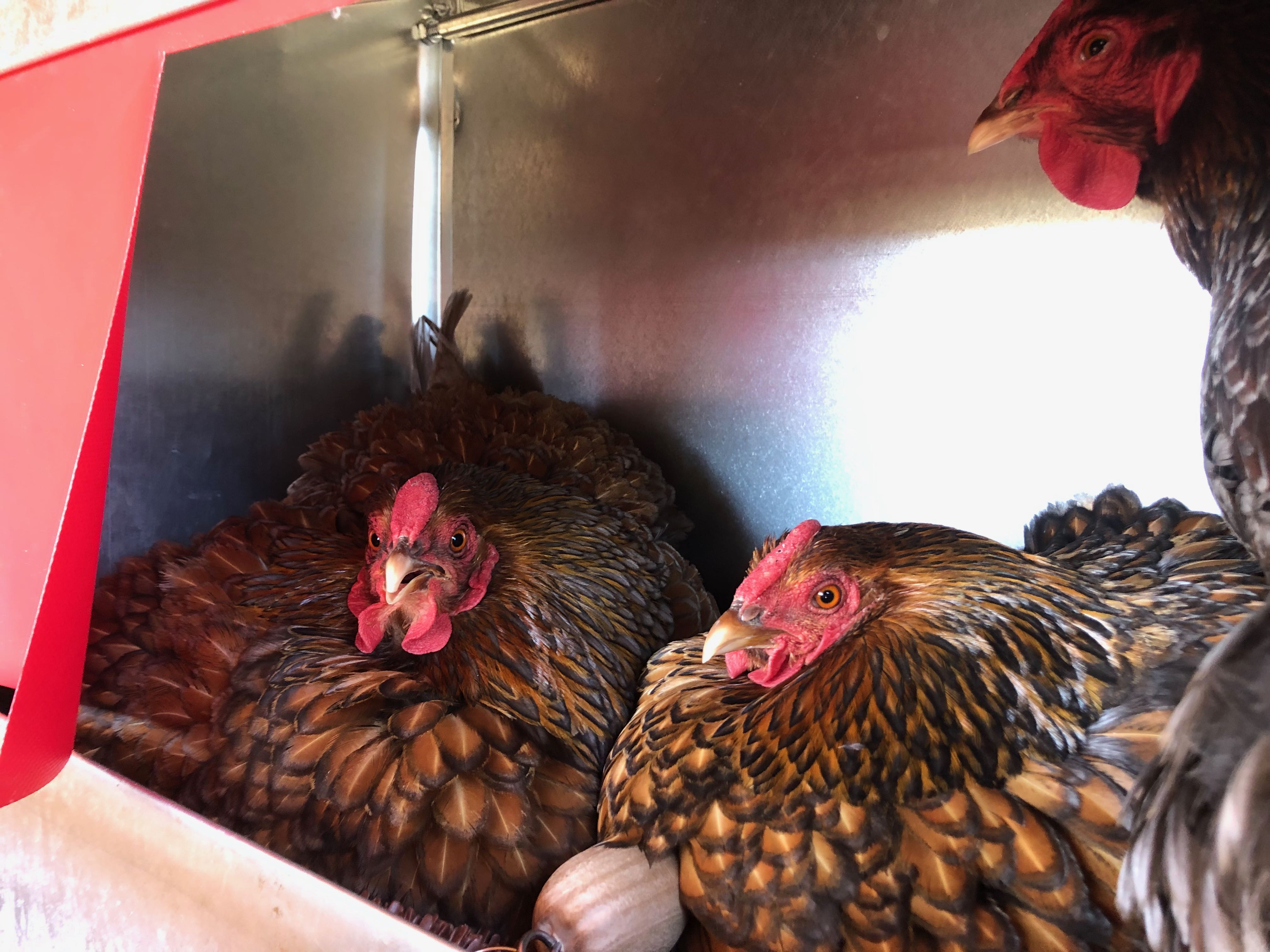 How can I help my hens’ keep their eggs clean?