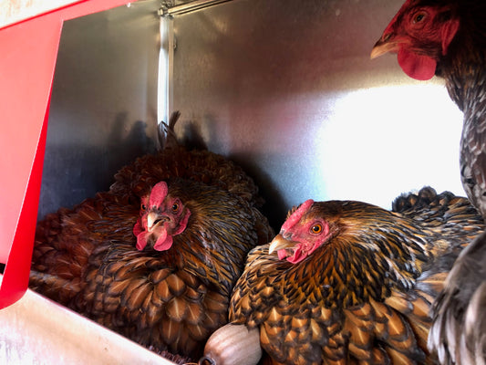 How can I help my hens’ keep their eggs clean?