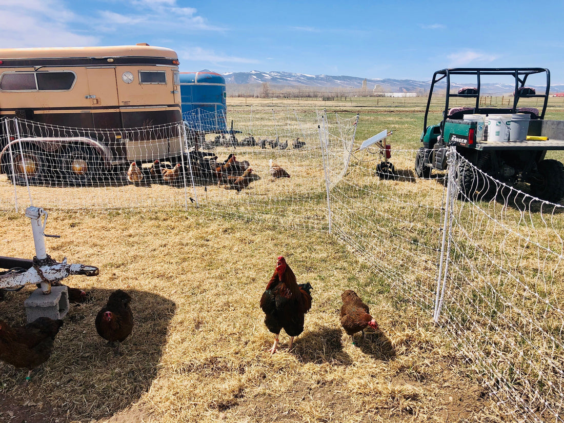 What is Pastured Poultry?