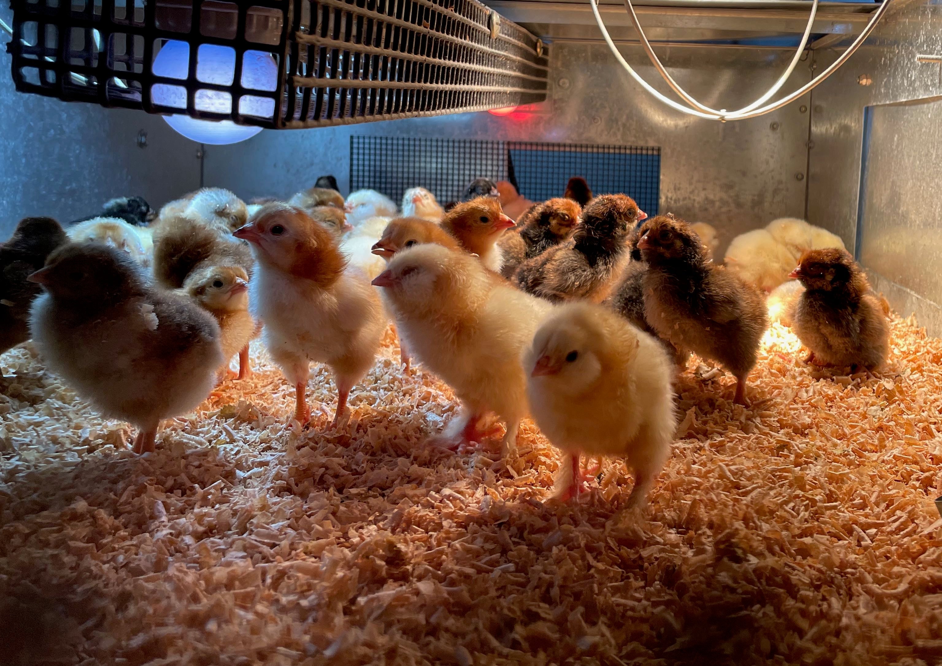 Why do chicks get pasty butt?