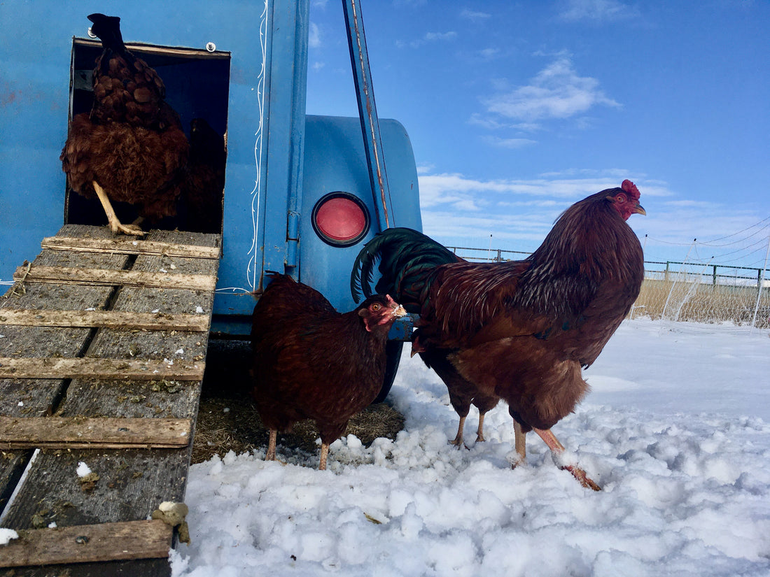 Are your coop doors smart?