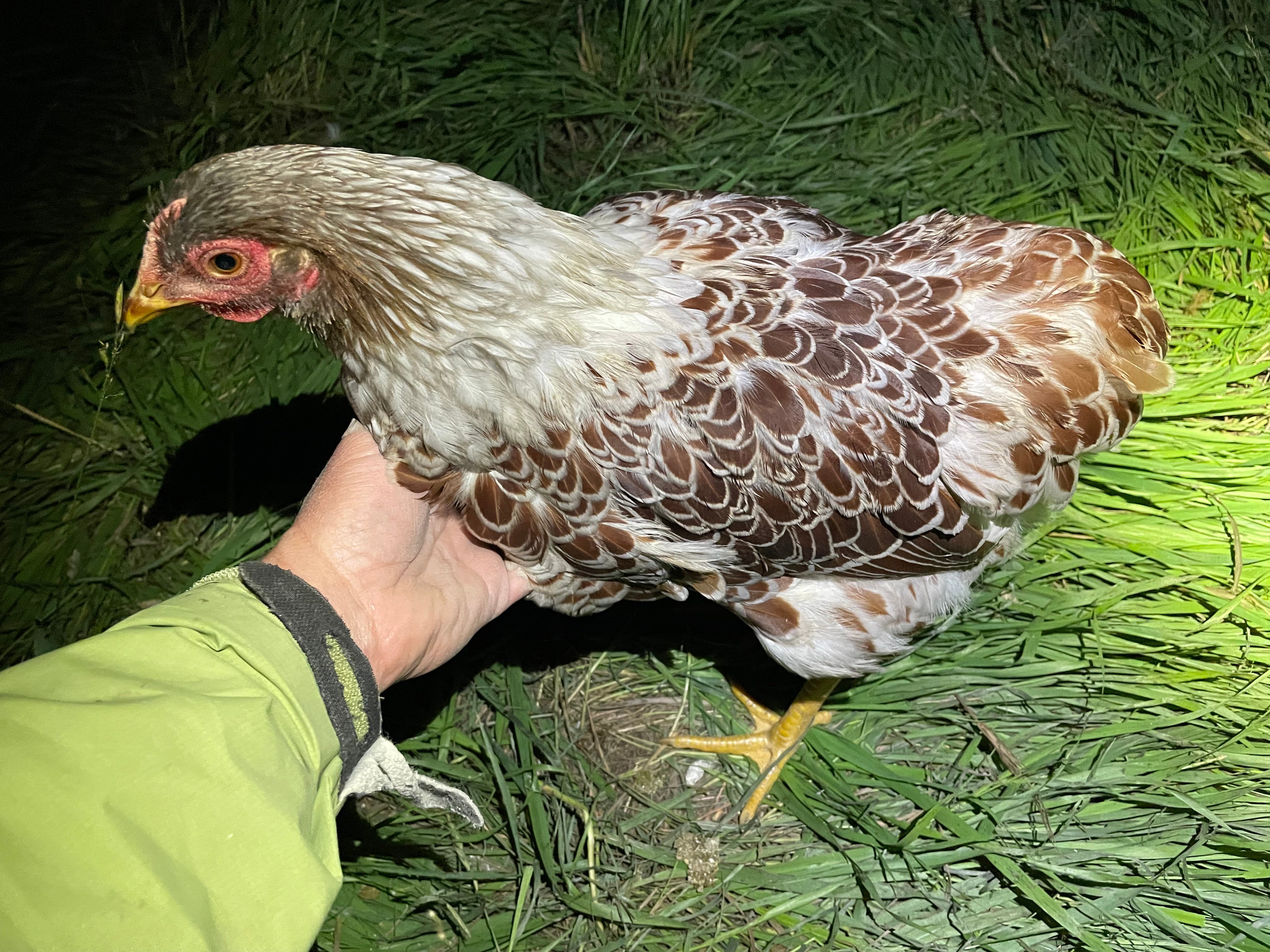 How can I identify the gender of young chickens?