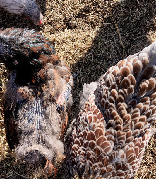 Why are my chickens losing their feathers?
