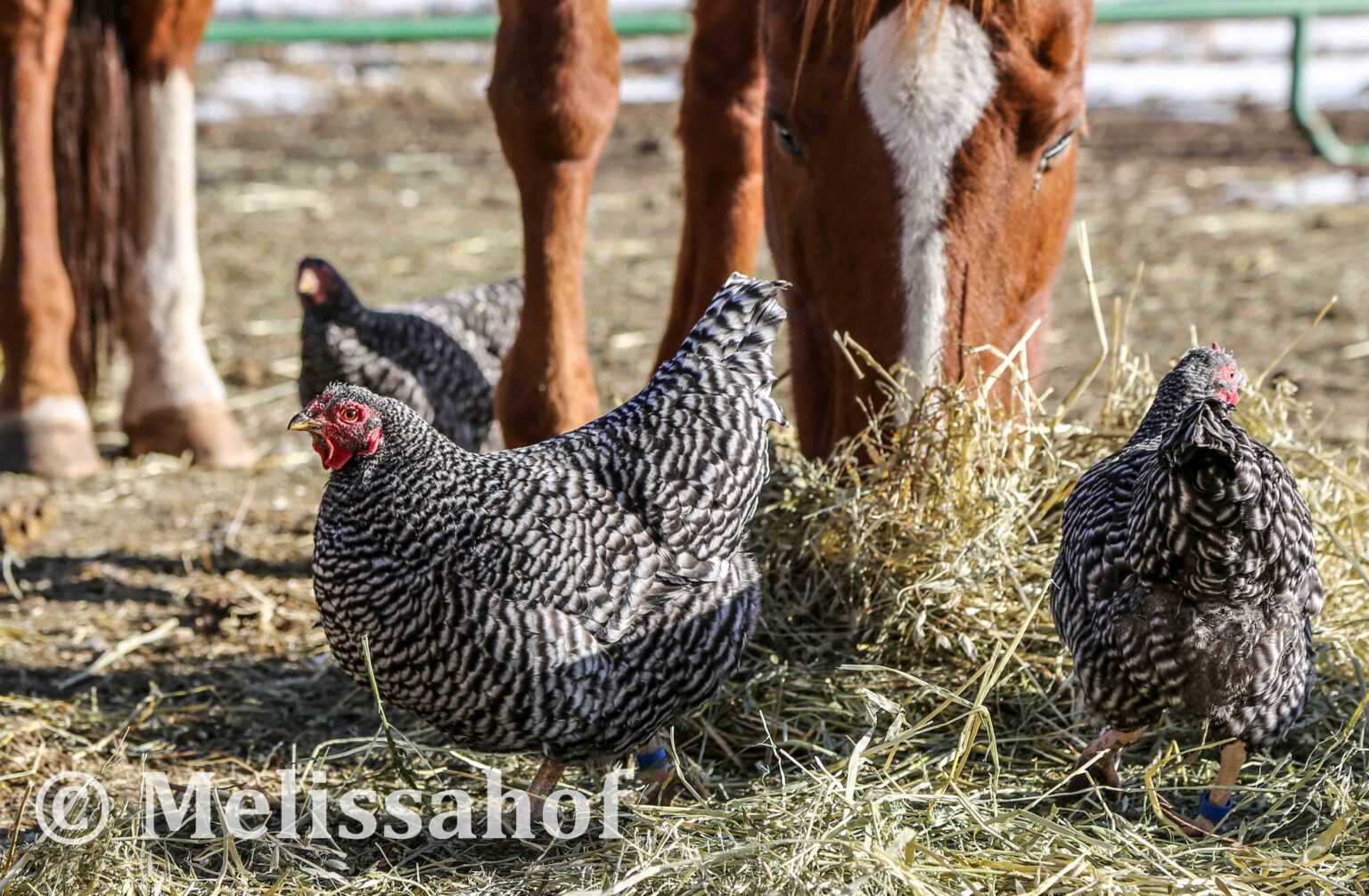 The Joy of Poultry