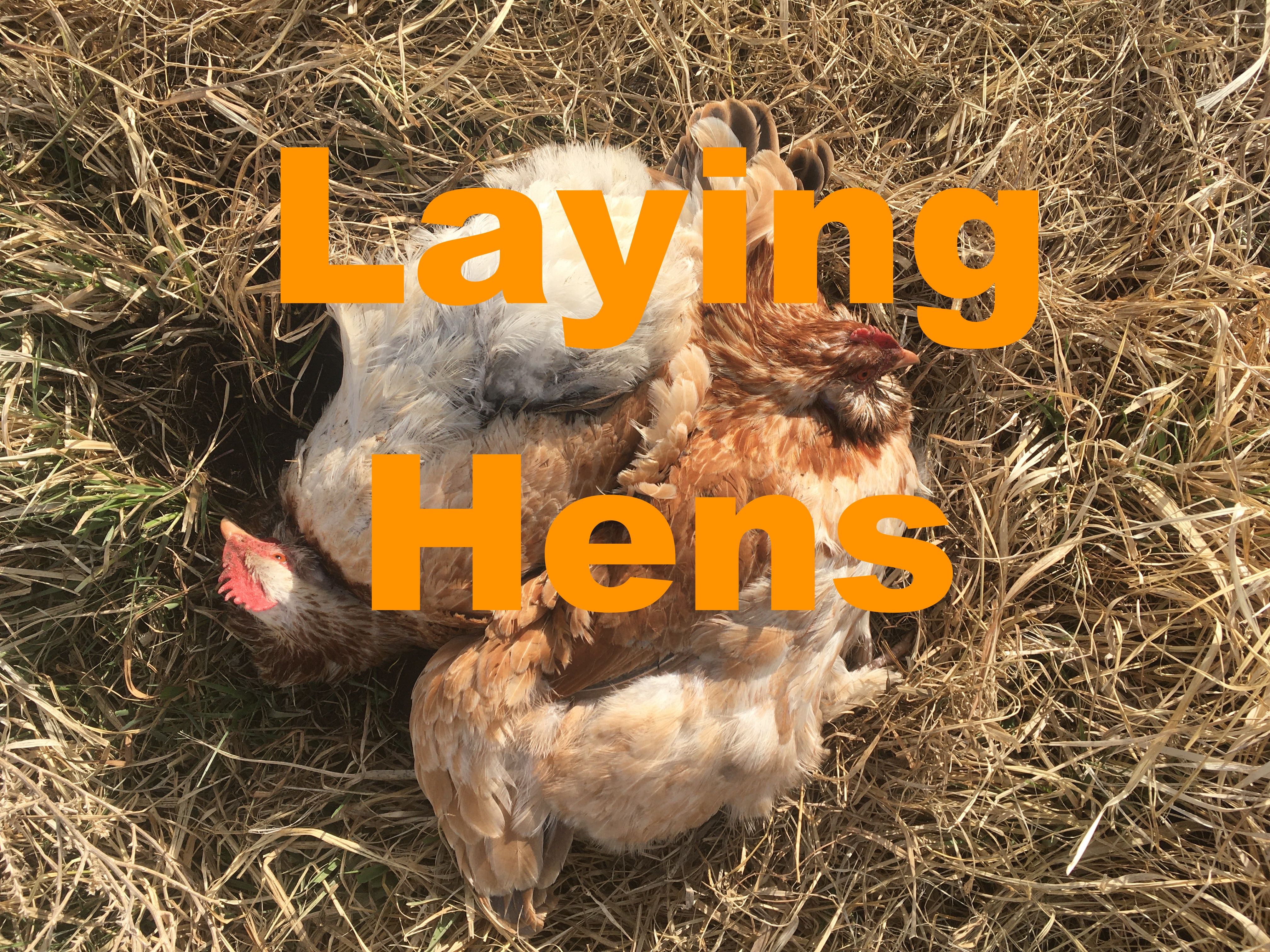 Special: Laying Hens