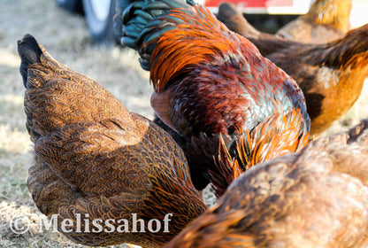 Partridge Chantecler