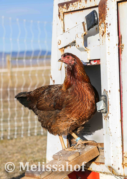 Partridge Chantecler