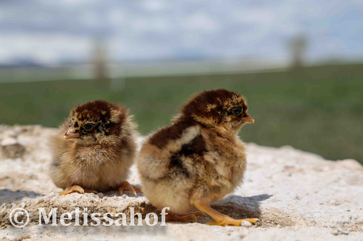 Partridge Chantecler