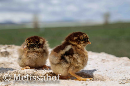 Partridge Chantecler