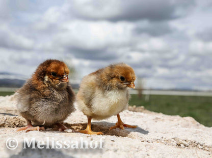 Blue-laced Red Wyandotte