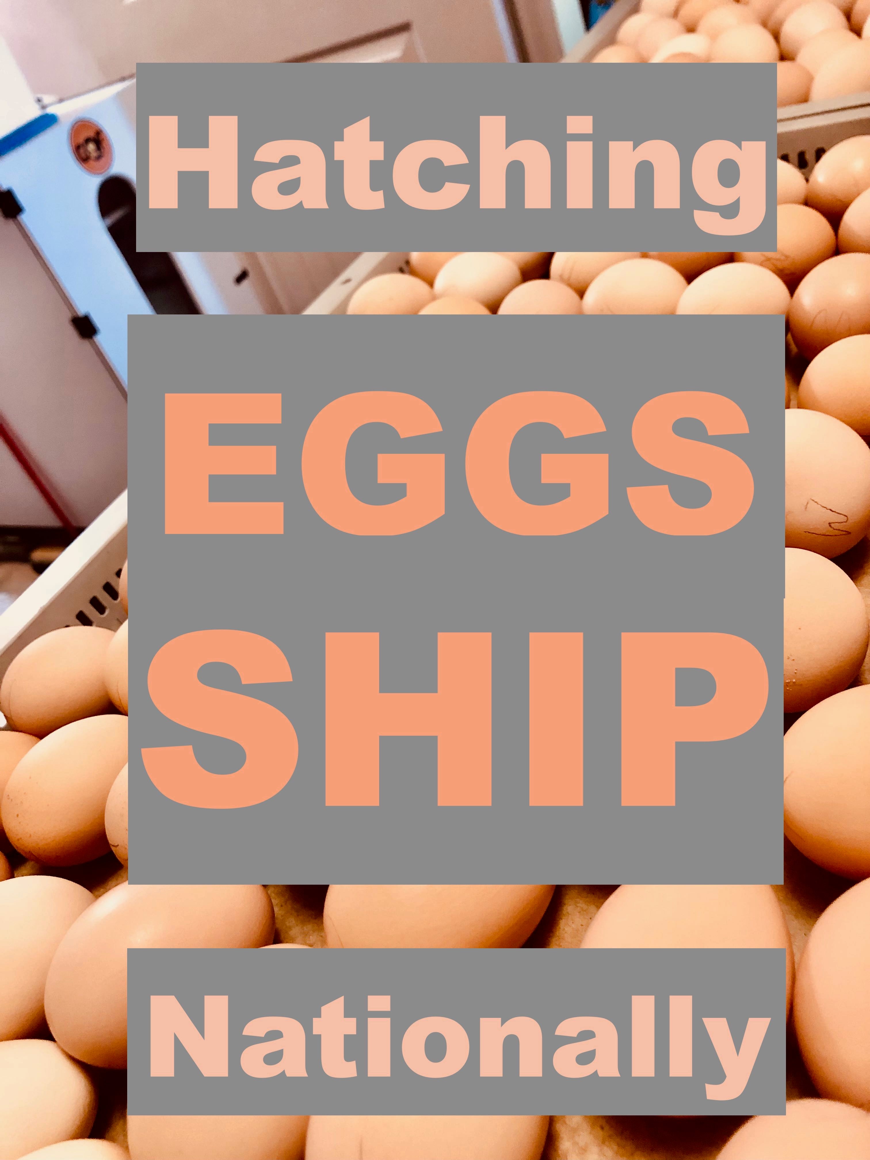 Special Assorted: Hatching Eggs