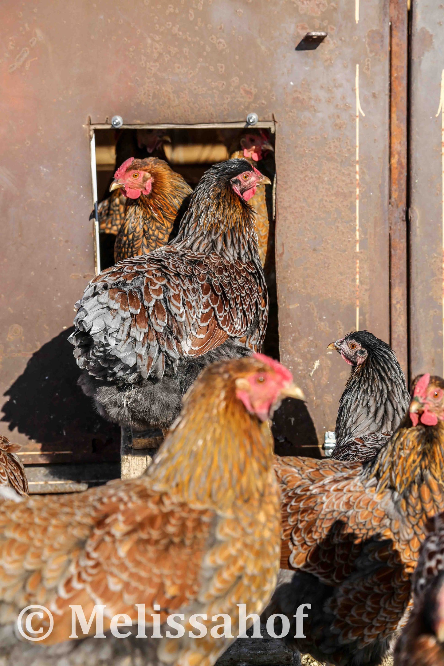 Blue-laced Red Wyandotte