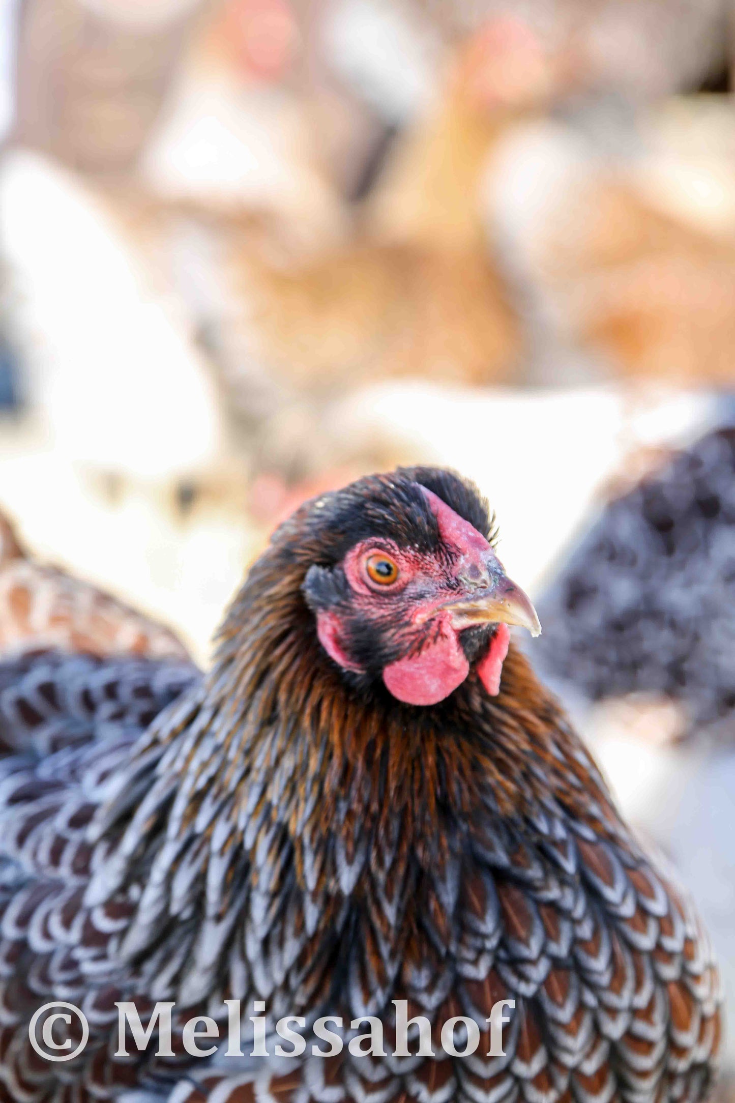 Blue-laced Red Wyandotte