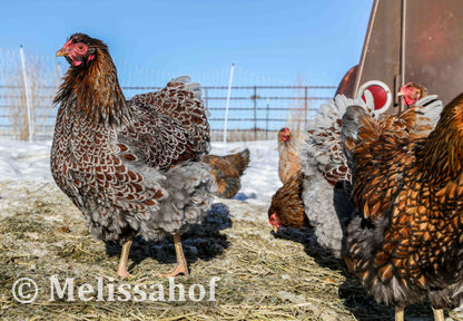 Blue-laced Red Wyandotte