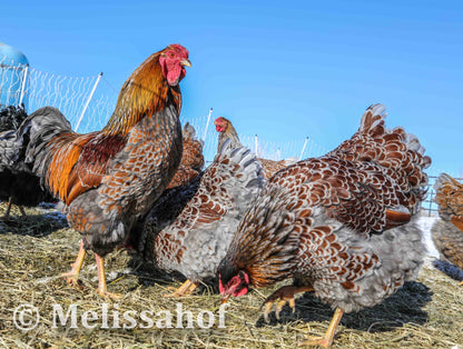 Blue-laced Red Wyandotte