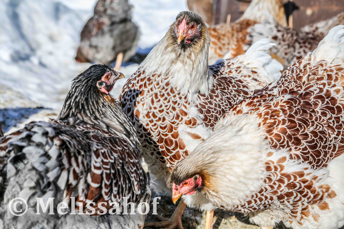 Blue-laced Red Wyandotte