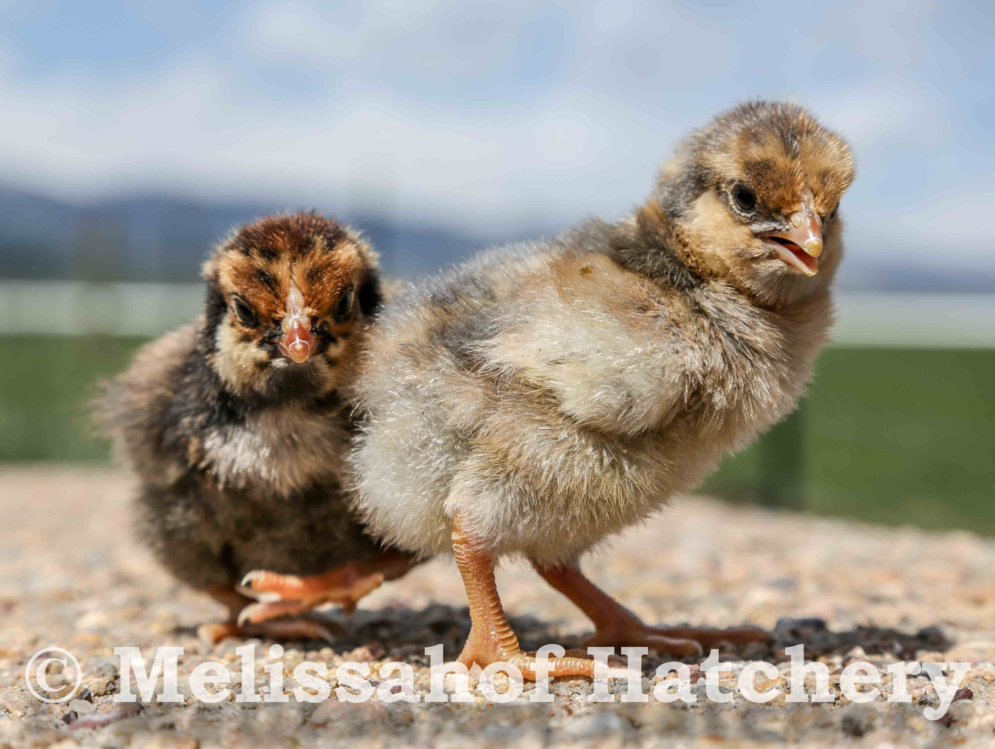 Blue-laced Red Wyandotte