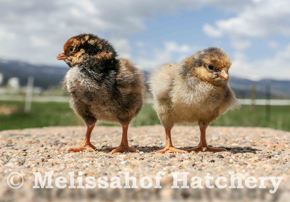 Hatchery: Baby Chicks, Hatching Eggs, and Started Pullets – Melissahof