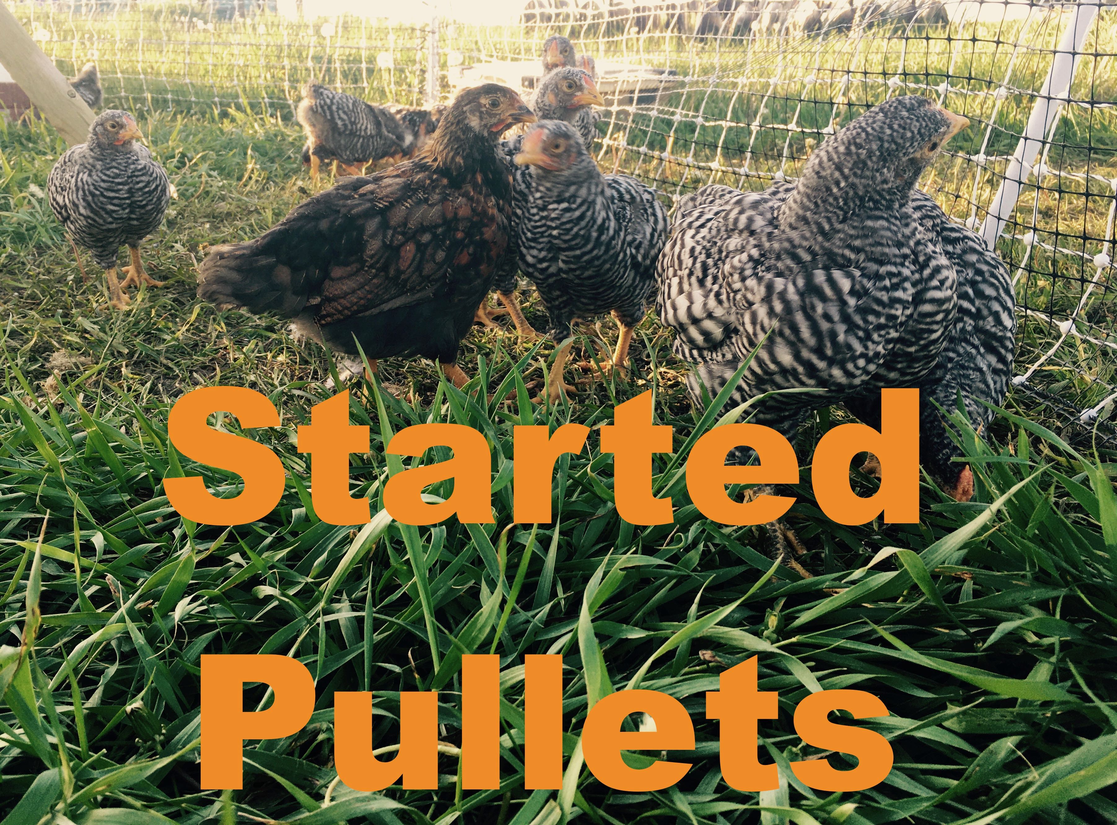 Special Assorted: Started Pullets