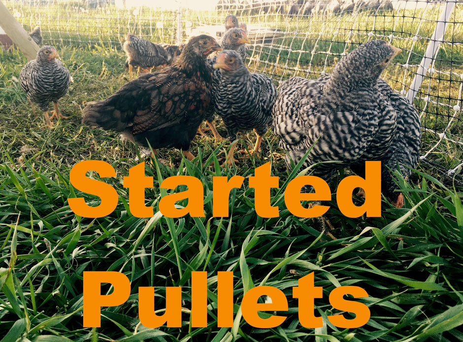 Hatchery: Baby Chicks, Hatching Eggs, and Started Pullets – Melissahof
